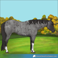 Horse Color:Smoky Blue Roan Tobiano 