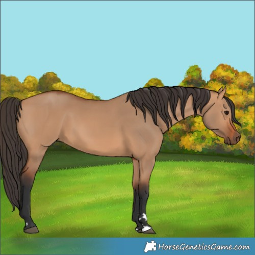 Horse Color:Bay Dun