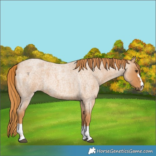 Horse Color:Red Roan 