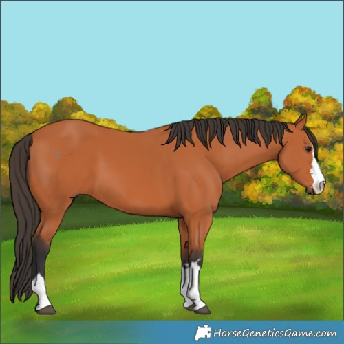 Horse Color:Bay 