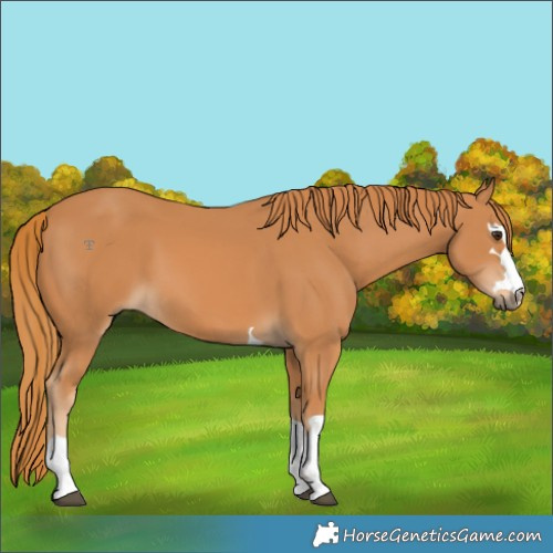 Horse Color:Chestnut 