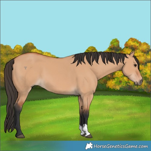 Horse Color:Bay Dun 