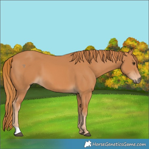 Horse Color:Chestnut 
