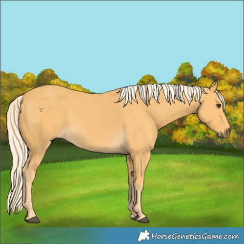 Horse Color:Palomino 