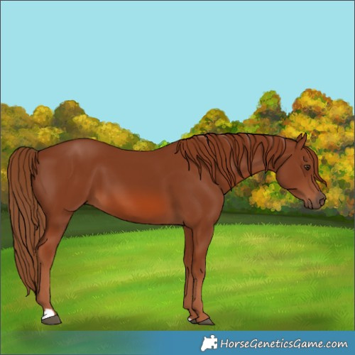 Horse Color:Chestnut 