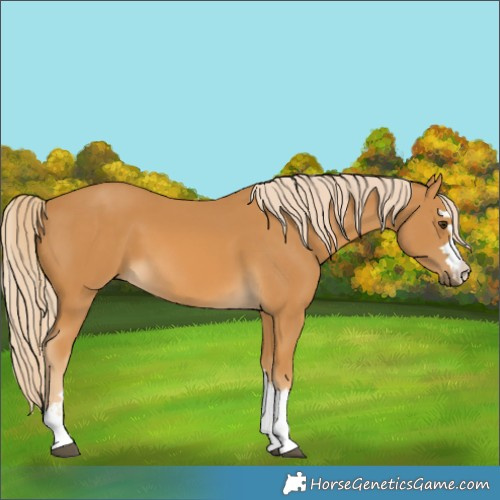 Horse Color:Palomino