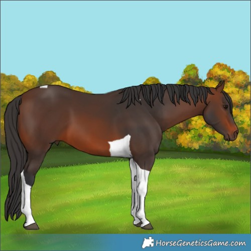Horse Color:Brown Tobiano 