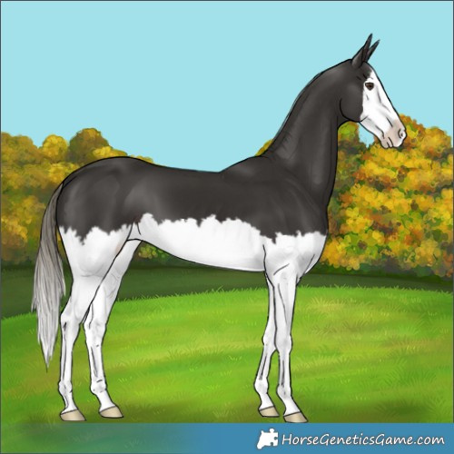 Horse Color:Liver Chestnut Mushroom Splash 