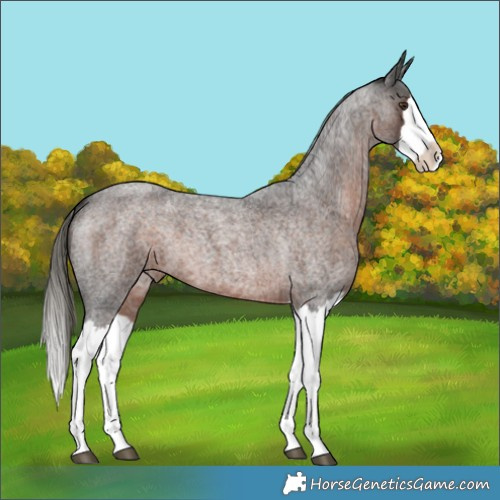 Horse Color:Liver Red Roan Mushroom Splash