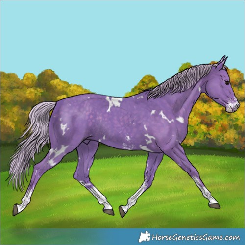 Horse Color:Watercolor White Spotted Silver Black Sabino Rabicano