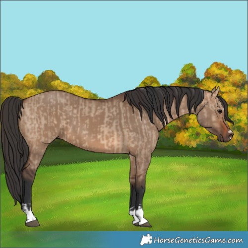Horse Color:Brown Dun and Brown Dun