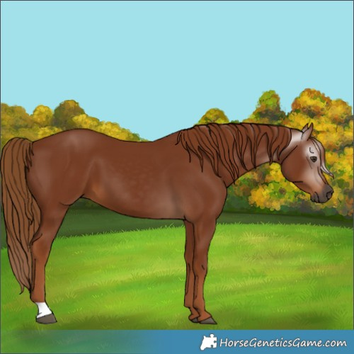 Horse Color:Gray Chestnut 