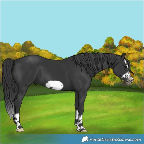 Horse Color:Black Splash Frame 