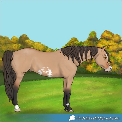 Horse Color:Bay Dun Frame