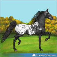 Horse Color:Gray Black Blanket 