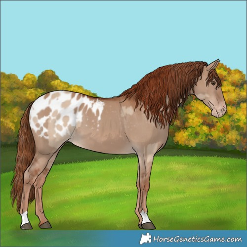 Horse Color:Red Dun Appaloosa and Red Dun Appaloosa