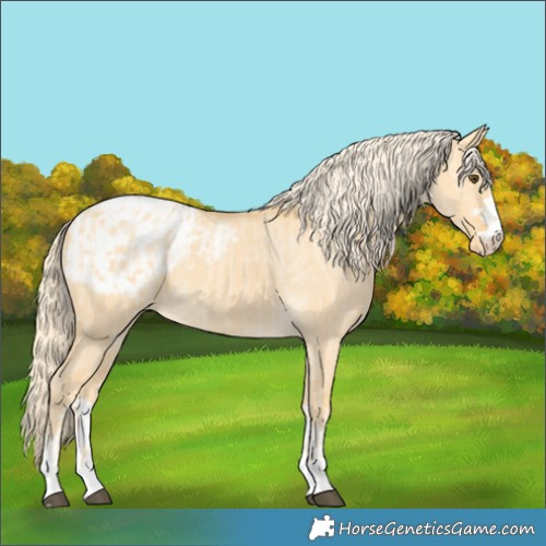 Horse Color:Palomino Dun Appaloosa and Palomino Dun Appaloosa