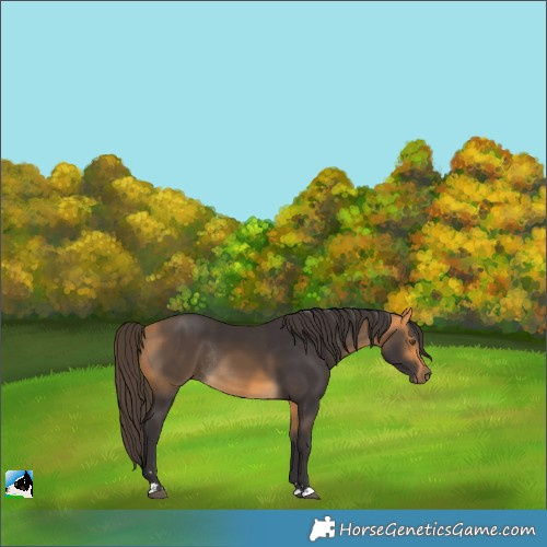Horse Color:Buckskin Rabicano 