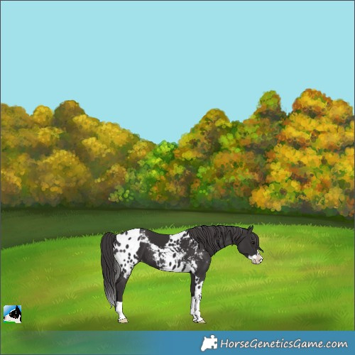 Horse Color:Smoky Black Splash Skewed LP Spotted Rabicano 