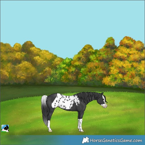 Horse Color:Black Splash Skewed LP Spotted Rabicano