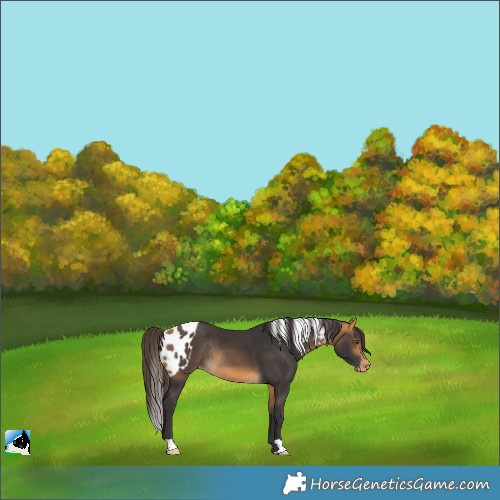 Horse Color:Buckskin Skewed LP Spotted Rabicano