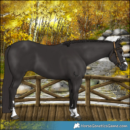 Horse Color:Smoky Black