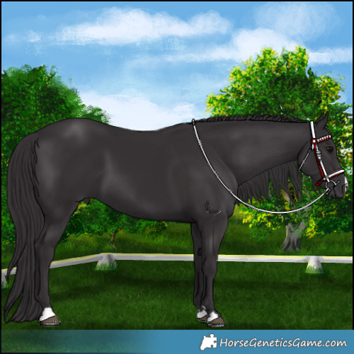 Horse Color:Smoky Black 