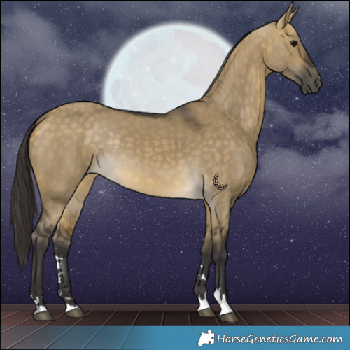 Horse Color:Buckskin Dun Rabicano 