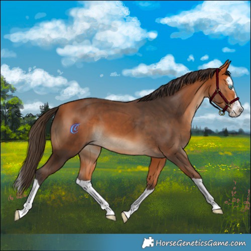 Horse Color:Bay Splash 