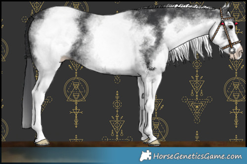 Horse Color:White Spotted Black 