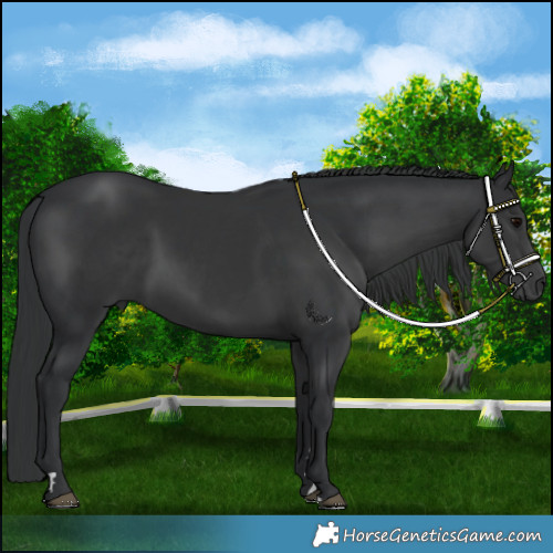 Horse Color:Black 