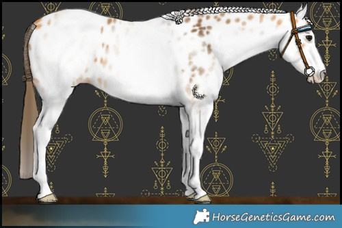 Horse Color:White Spotted Buckskin Near Leopard 