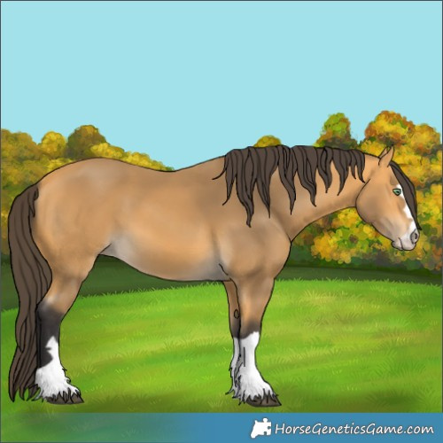 Horse Color:Buckskin 