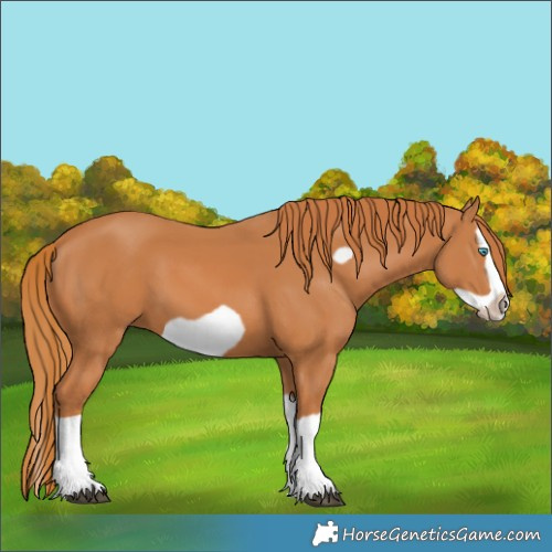 Horse Color:Chestnut Splash Frame