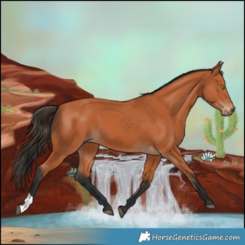 Horse Color:Bay 
