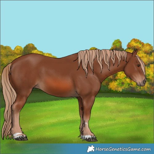Horse Color:Chestnut 