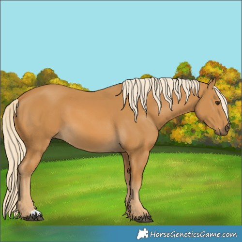 Horse Color:Palomino