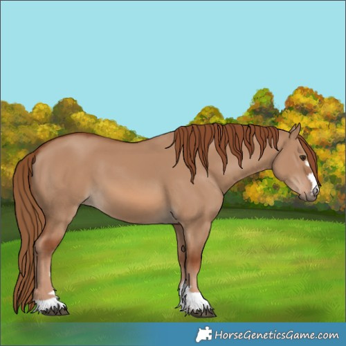 Horse Color:Red Dun 
