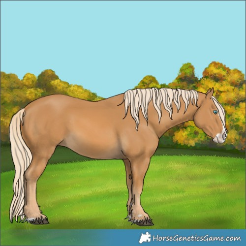 Horse Color:Palomino Splash