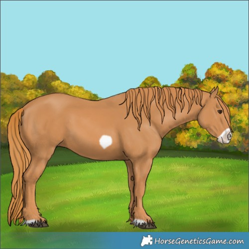 Horse Color:Chestnut Frame 