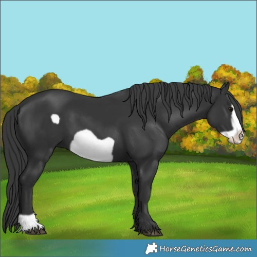Horse Color:Black Frame 
