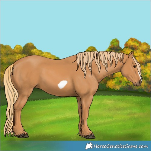 Horse Color:Chestnut Frame 