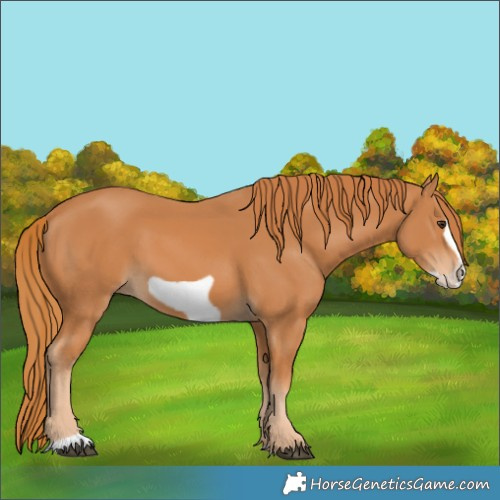Horse Color:Chestnut Frame 