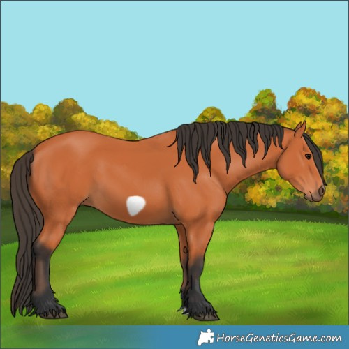 Horse Color:Bay Frame 
