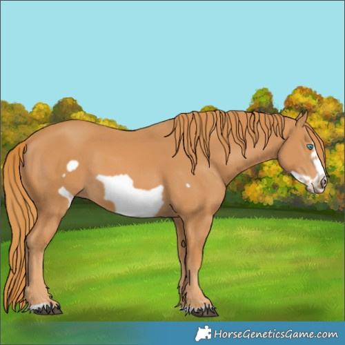 Horse Color:Chestnut Frame 