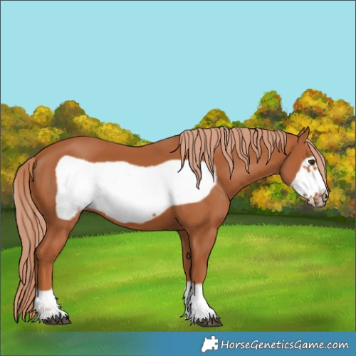 Horse Color:Chestnut Frame 