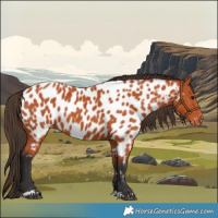 Horse Color:Bay Appaloosa