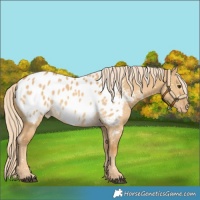 Horse Color:Palomino Dun Blanket 