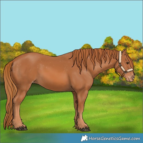 Horse Color:Chestnut Varnish 
