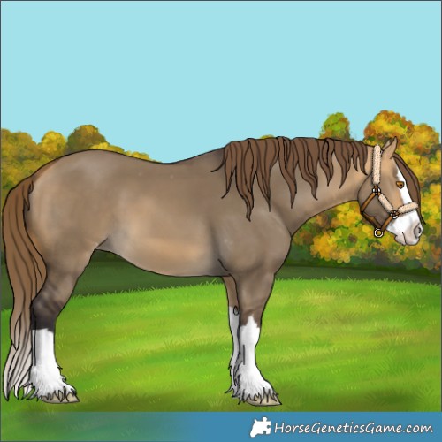 Horse Color:Buckskin Dun Splash Varnish